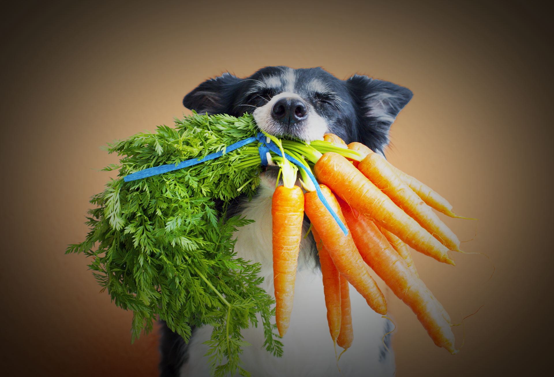 se les permite a los perros comer pimientos