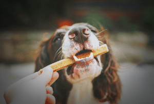 momentos adecuados para premiuar a tu lomito